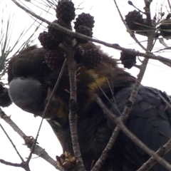Calyptorhynchus lathami lathami at Buxton, NSW - suppressed