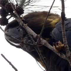 Calyptorhynchus lathami lathami at Buxton, NSW - suppressed