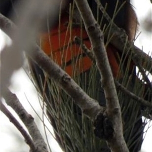 Calyptorhynchus lathami lathami at Buxton, NSW - suppressed