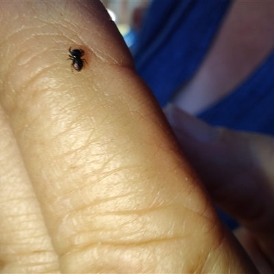 Simaethula sp. (genus) (A jumping spider) at Colac Colac, VIC - 30 Dec 2024 by LyndalT