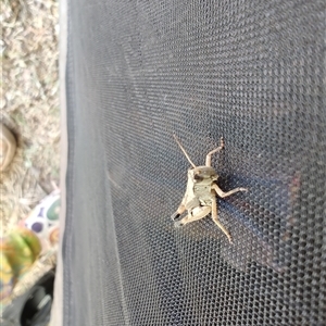 Phaulacridium vittatum (Wingless Grasshopper) at Cudgewa, VIC by LyndalT