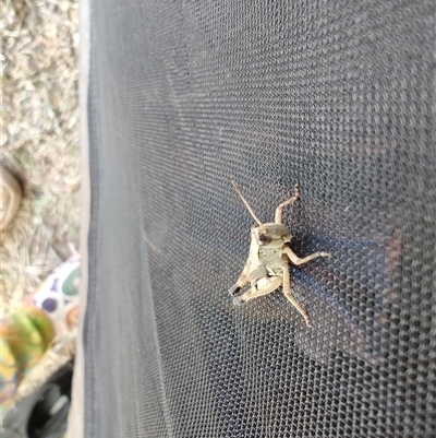 Phaulacridium vittatum (Wingless Grasshopper) at Cudgewa, VIC - 30 Dec 2024 by LyndalT