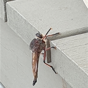 Unidentified Insect at Copmanhurst, NSW by MazzV