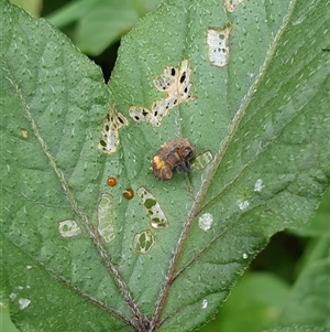 Unidentified Insect at Copmanhurst, NSW by MazzV