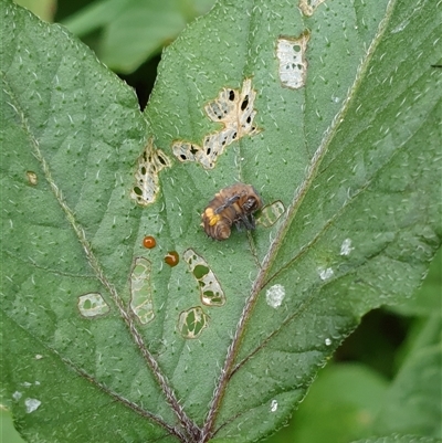 Unidentified Insect at Copmanhurst, NSW - 30 Dec 2024 by MazzV