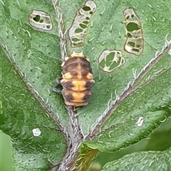 Coccinellidae (family) at Copmanhurst, NSW - suppressed