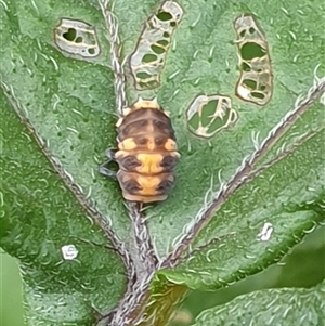 Coccinellidae (family) at Copmanhurst, NSW - suppressed