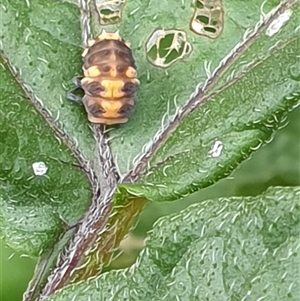 Coccinellidae (family) at Copmanhurst, NSW - suppressed