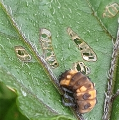 Coccinellidae (family) at Copmanhurst, NSW - suppressed