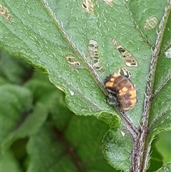 Coccinellidae (family) at Copmanhurst, NSW - suppressed