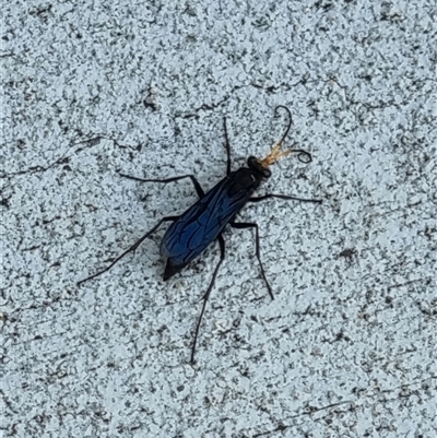 Pompilidae (family) (Unidentified Spider wasp) at Copmanhurst, NSW - 24 Dec 2024 by MazzV
