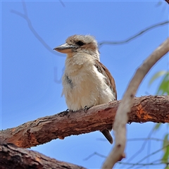 Dacelo novaeguineae (Laughing Kookaburra) at Higgins, ACT - 2 Jan 2025 by MichaelWenke