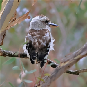 Dacelo novaeguineae at Higgins, ACT - 2 Jan 2025