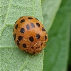 Epilachna sp. (genus) (a ladybird beetle) at Copmanhurst, NSW - 30 Dec 2024 by MazzV