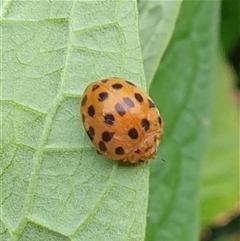 Epilachna sp. (genus) at Copmanhurst, NSW - suppressed