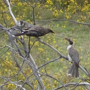 Philemon corniculatus at Kambah, ACT - 2 Jan 2025 09:40 AM