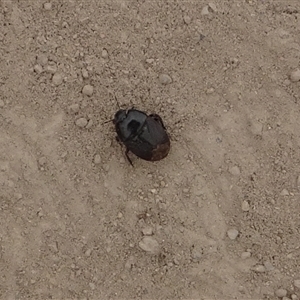 Adrisa sp. (genus) (Burrowing Bug) at Kambah, ACT by GirtsO