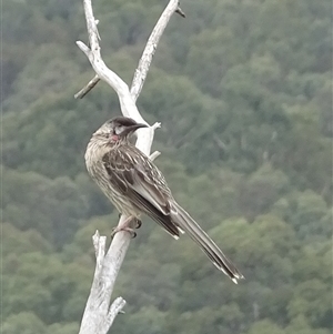 Anthochaera carunculata (Red Wattlebird) at Kambah, ACT by GirtsO