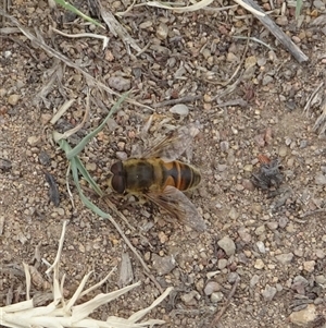 Eristalis tenax at Kambah, ACT - 2 Jan 2025 10:41 AM