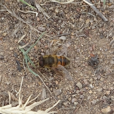Eristalis tenax (Drone fly) at Kambah, ACT - 2 Jan 2025 by GirtsO