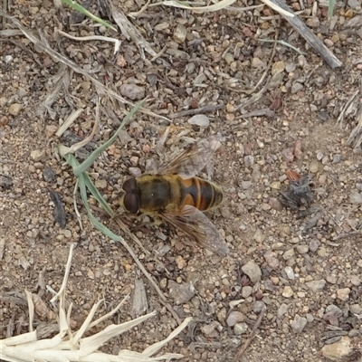 Unidentified Other insect at Kambah, ACT - 1 Jan 2025 by GirtsO