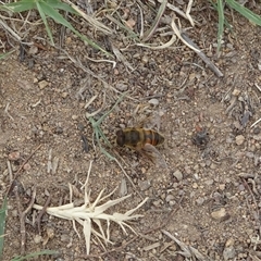 Eristalis tenax at Kambah, ACT - 2 Jan 2025 10:41 AM