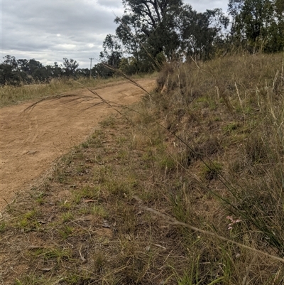 Austrostipa nodosa (Knotty Speargrass) at Hawker, ACT - 2 Jan 2025 by MattM