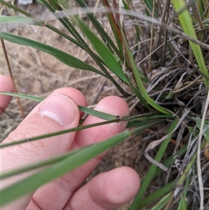 Austrostipa nodosa at Hawker, ACT - 2 Jan 2025 04:34 PM