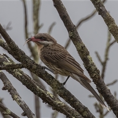 Acanthagenys rufogularis (Spiny-cheeked Honeyeater) at Kambah, ACT - 1 Jan 2025 by rawshorty