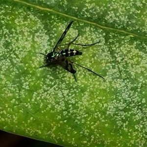 Heteropsilopus ingenuus (A long-legged fly) at Isaacs, ACT by Mike