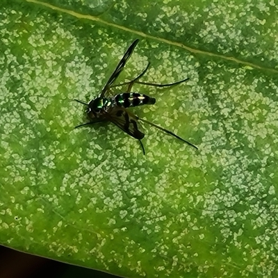 Heteropsilopus ingenuus (A long-legged fly) at Isaacs, ACT - 2 Jan 2025 by Mike