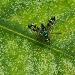 Heteropsilopus ingenuus at Isaacs, ACT - 2 Jan 2025