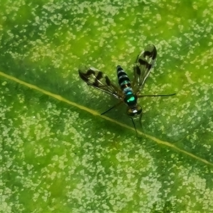 Heteropsilopus ingenuus at Isaacs, ACT - 2 Jan 2025 04:40 PM