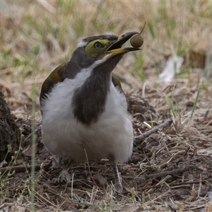 Entomyzon cyanotis at Mawson, ACT - 2 Jan 2025 11:57 AM