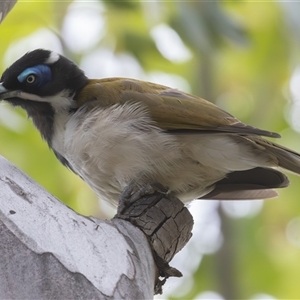 Entomyzon cyanotis at Mawson, ACT - 2 Jan 2025 11:57 AM