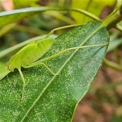 Unidentified Grasshopper, Cricket or Katydid (Orthoptera) at Isaacs, ACT - 2 Jan 2025 by Mike