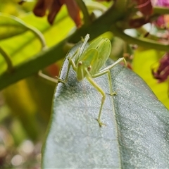 Caedicia simplex at Isaacs, ACT - 2 Jan 2025 03:54 PM