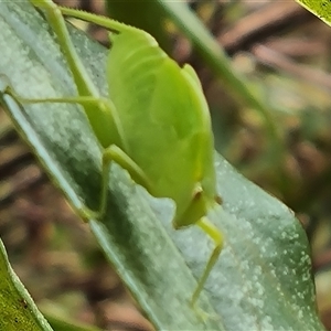 Caedicia simplex at Isaacs, ACT - 2 Jan 2025 03:54 PM