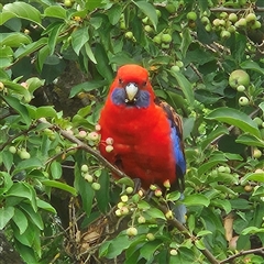 Platycercus elegans (Crimson Rosella) at Braidwood, NSW - 2 Jan 2025 by MatthewFrawley