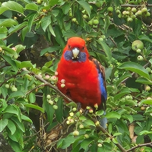 Platycercus elegans (Crimson Rosella) at Braidwood, NSW by MatthewFrawley