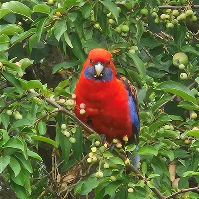 Platycercus elegans (Crimson Rosella) at Braidwood, NSW - 2 Jan 2025 by MatthewFrawley