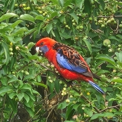 Platycercus elegans at Braidwood, NSW - 2 Jan 2025