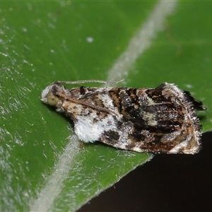 Acroceuthes metaxanthana (Dog-faced Bell Moth) at Paddys River, ACT by TimL