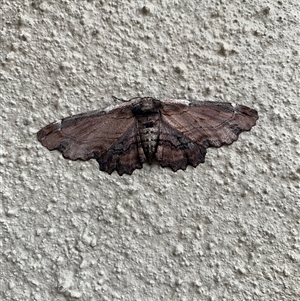 Pholodes sinistraria (Sinister or Frilled Bark Moth) at Dunlop, ACT by Jennymec