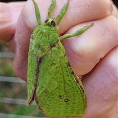 Aenetus eximia (Forest Splendid Ghost Moth) at Colo Vale, NSW - 22 Oct 2023 by nancyp