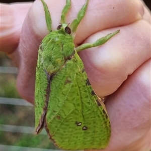 Aenetus eximia at Colo Vale, NSW - 22 Oct 2023