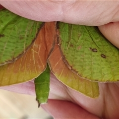 Aenetus eximia at Colo Vale, NSW - 22 Oct 2023 09:35 AM