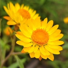 Xerochrysum viscosum (Sticky Everlasting) at Jingera, NSW - 2 Jan 2025 by Csteele4