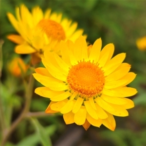 Xerochrysum viscosum at Jingera, NSW - 2 Jan 2025