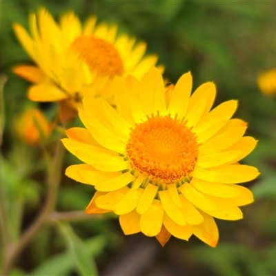 Xerochrysum viscosum (Sticky Everlasting) at Jingera, NSW - 2 Jan 2025 by Csteele4